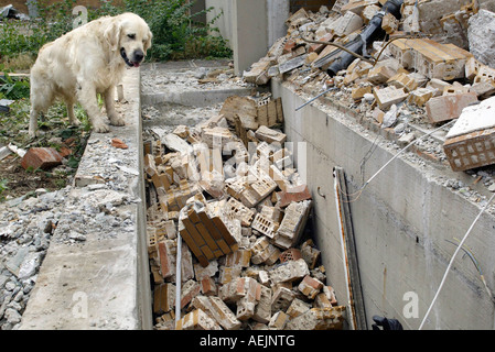 Cani da salvataggio a un addestramento realistico in rovina Foto Stock