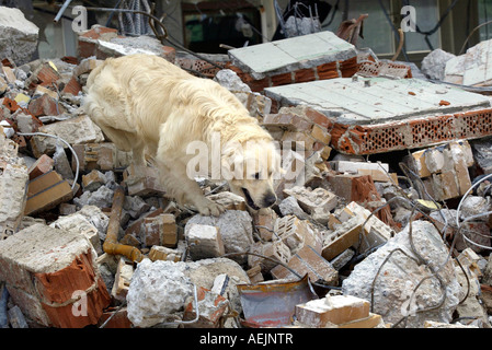 Cani da salvataggio a un addestramento realistico in rovina Foto Stock