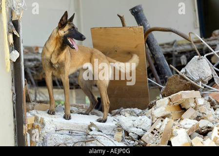 Cani da salvataggio a un addestramento realistico in rovina Foto Stock