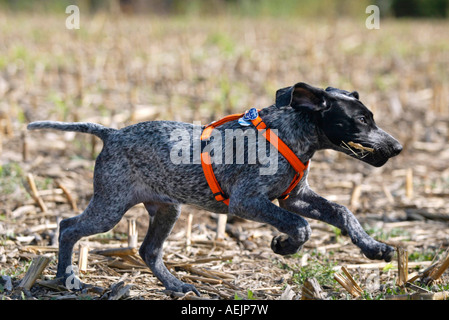 Tedesco a pelo corto puntatore in funzione al di sopra di un campo Foto Stock