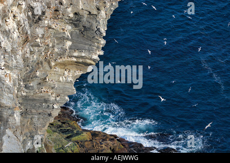 Siti di nidificazione di uccelli, Rock Bird Island Runde, More og Romsdal, Norvegia Foto Stock