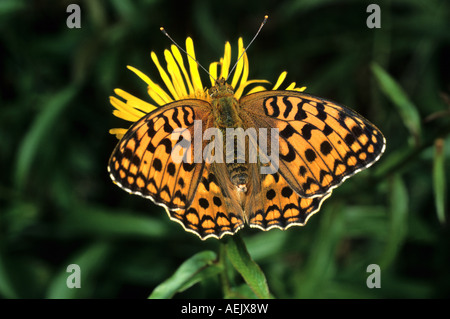 Alta Fritillary marrone (Fabriciana adippe) Foto Stock