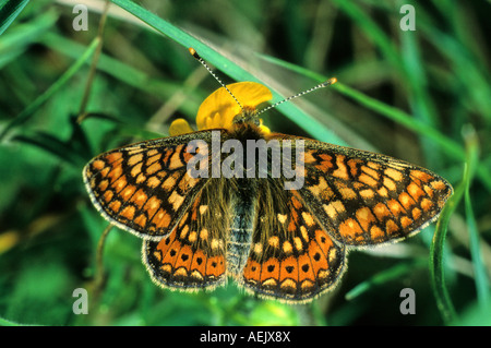 Marsh Fritillary (Euphydryas aurinia) Foto Stock