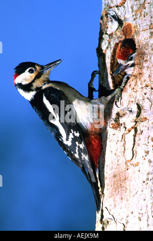 Picchio rosso maggiore (Dendrocopos major), maschio è che alimenta la sua uccellini Foto Stock