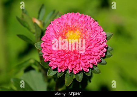 Fioritura aster della cina - blossom close up (Callistephus chinensis) Foto Stock