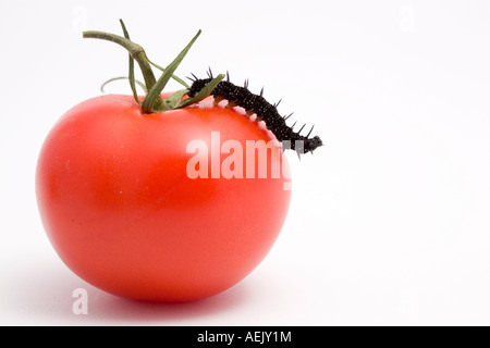 Caterpillar (Inachis io) e (pomodoro Solanum lycopersicum) Foto Stock