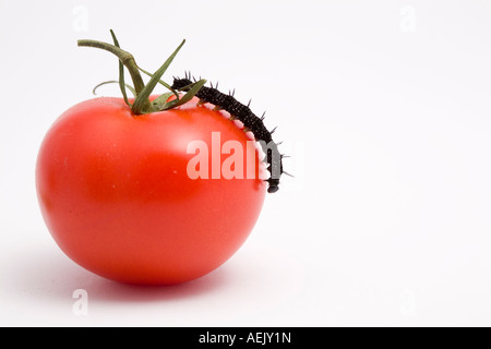 Caterpillar (Inachis io) camminando su un pomodoro (Solanum Lycopersicum) Foto Stock