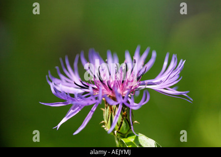 Perenni, fiordaliso fiordaliso di montagna, mountain bluet, Centaurea montana Foto Stock
