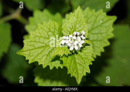 Aglio senape, Alliaria petiolata Foto Stock