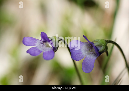 Comune, Butterwort Pinguicula vulgaris, pianta carnivora, Foto Stock