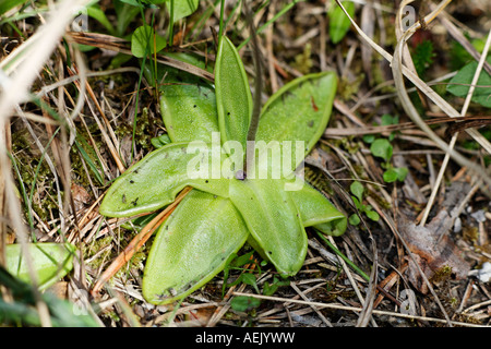 Comune, Butterwort Pinguicula vulgaris, pianta carnivora, Foto Stock