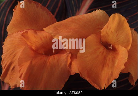 Canna "Phasion'. Modulo Gas Anestetici Foto Stock