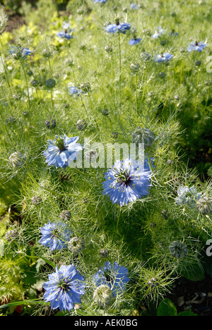 L'amore-in-un-MIST (Nigella damascena) Foto Stock