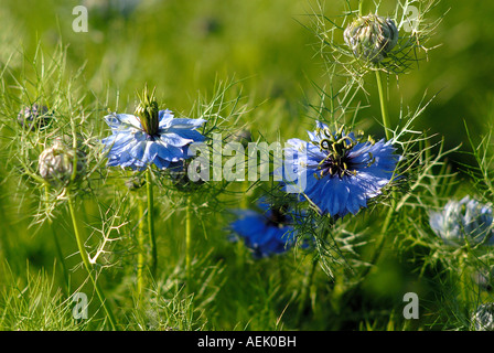 L'amore-in-un-MIST (Nigella damascena) Foto Stock