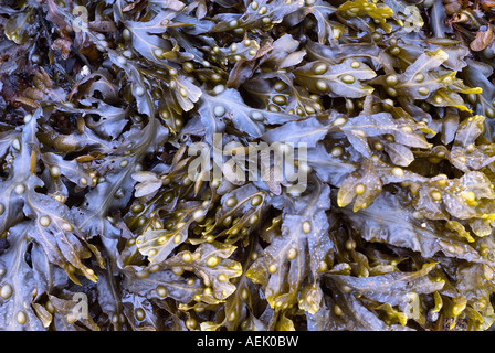 Alga, vescica wrack (Fucus vesiculosus) Foto Stock