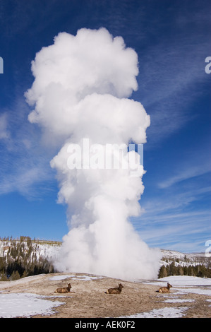 Geyser Old Faithful eruttando con elk in appoggio alla base il Parco Nazionale di Yellowstone Wyoming Foto Stock