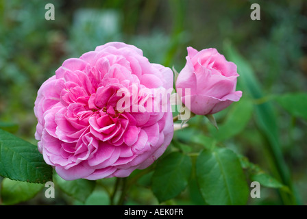 Maria Rosa, rosa inglese di David C. H. Austin Foto Stock