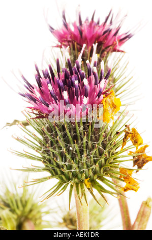 Dettaglio dal fiore di bardana (Arctium lappa) Foto Stock