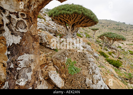 Dragon's sangue albero sull altopiano Homhil, Sokotra isola, Yemen Foto Stock