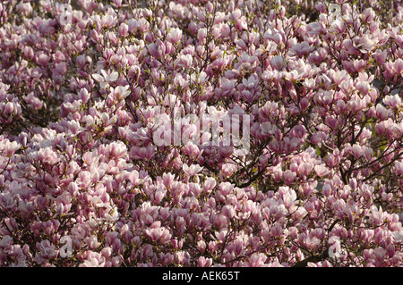 Tulip-magnolia Magnolia soulangeana x) Amabilis Foto Stock