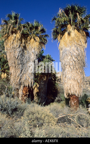 Le palme a pioppi neri americani Canyon, Joshua Tree National Park, California, Stati Uniti d'America Foto Stock