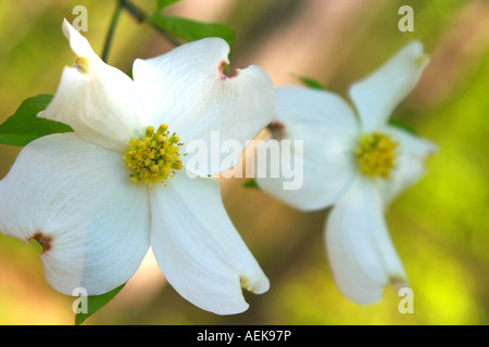 Sanguinello fiorisce in Carolina del Sud Foto Stock