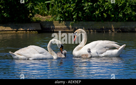 Cigno (Cygnus olor) Famiglia, Abbotsbury Swannery, Dorset, Inghilterra Foto Stock