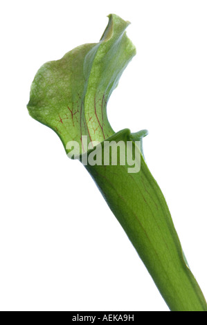 Primo piano di una dolce pianta brocca Sarracenia rubra Foto Stock