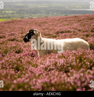 Pecora in Heather, Lancashire Foto Stock