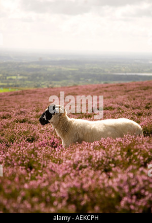 Pecora in Heather, Lancashire Foto Stock