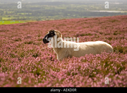 Pecora in Heather, Lancashire Foto Stock