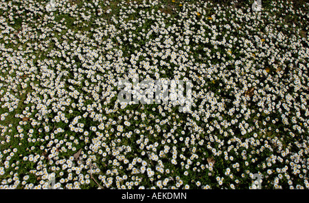 Occhio di bue margherite REGNO UNITO Foto Stock