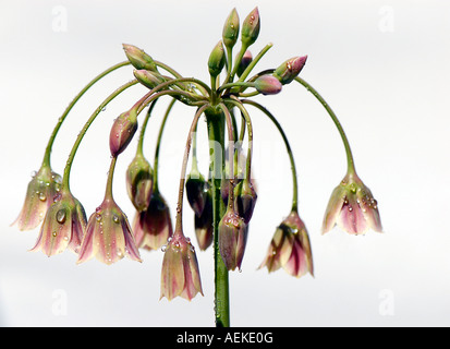 Il Tall flowerheads di Allium bulgaricum - Nectaroscordum dioscordis Foto Stock