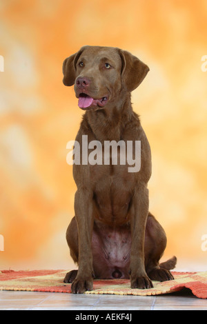 Chesapeake Bay Retriever Foto Stock