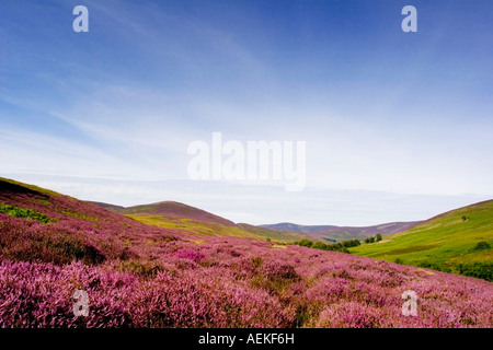 Una vista attraverso la heather colline rivestite di Glen Lethnot Scozia Agosto 2007 Foto Stock