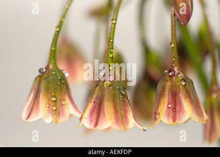 Il Tall flowerheads di Allium bulgaricum - Nectaroscordum dioscordis Foto Stock