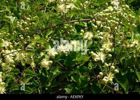 Il vecchio uomo s barba Clematis vitalba Foto Stock