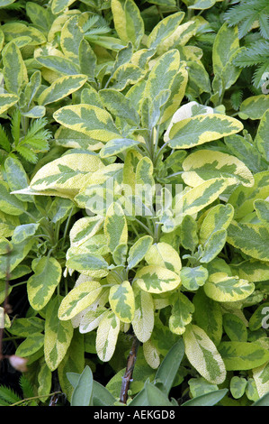 Giardino cucina comune o salvia Salvia officinalis Foto Stock