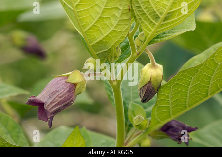 La mortale Nightshade Atropa belladonna Foto Stock