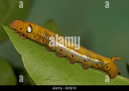 Oleandro Hawk Moth larva - Daphnis nerii Foto Stock