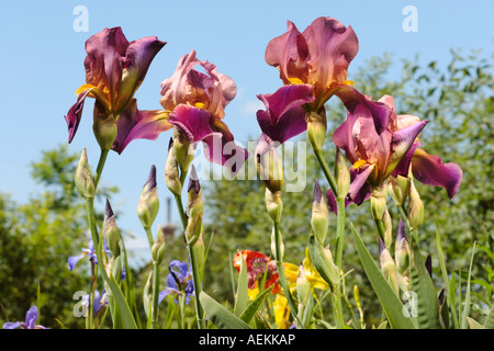 Viola iridi barbuto che cresce in un piccolo giardino di aggiudicazione. Nome scientifico: Iris germanica. Foto Stock