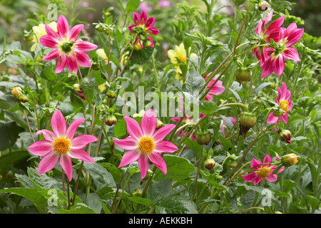Unico dalie in agosto. Foto Stock