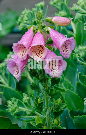 Common foxglove pink flowers covered with water drops. Scientific name: Digitalis purpurea. Foto Stock