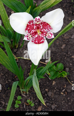 White Tigridia fiore che cresce in un piccolo giardino di aggiudicazione. Nome scientifico: Tigridia pavonia. Foto Stock