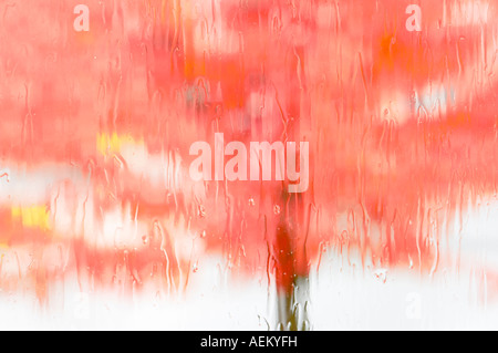 Caduta di colore acero attraverso la finestra delle piogge Foto Stock