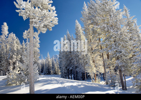 Coperta di neve albero a Anthony laghi in inverno Foto Stock