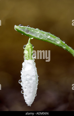 Snowdrop Galanthus magnete con Wilsonville rugiada Foto Stock