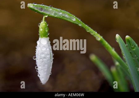 Snowdrop Galanthus magnete con Wilsonville rugiada Foto Stock