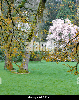 Nuova molla a balestra la crescita su albero Ceridiphyllum japonicum Katsura cereidiphyllaceae con rigogliosi albero di Magnolia magnolia dawsoniana Foto Stock