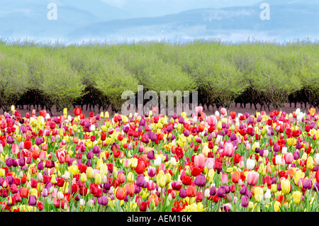Tulipani misti e del frutteto in primavera Woodburn Oregon Foto Stock